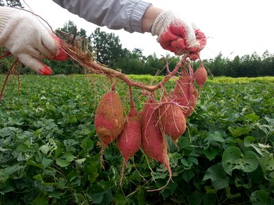 Sweet potato garden plot thu harvest
