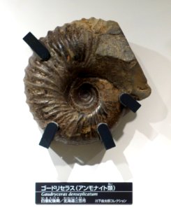 Gaudryceras denseplicatum - National Museum of Nature and Science, Tokyo - DSC06950