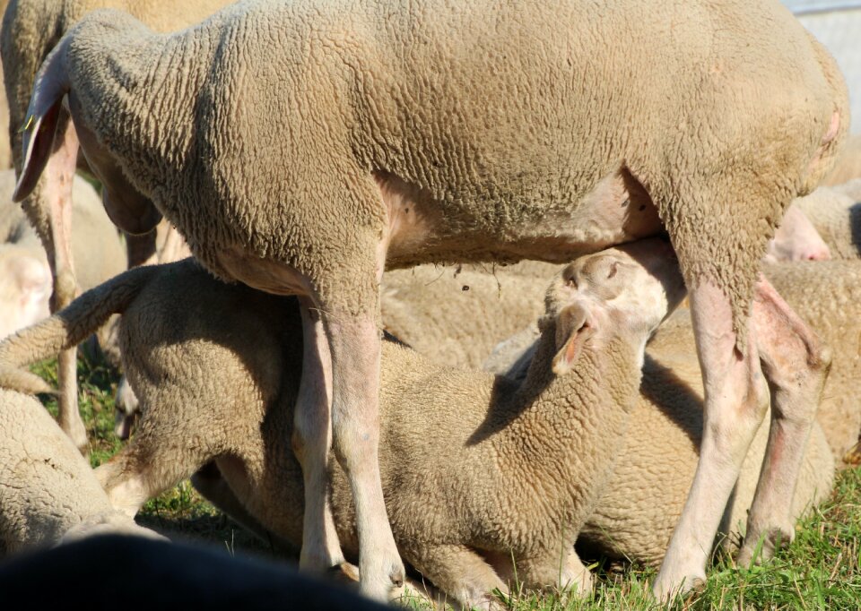 Suckle young animals breast milk