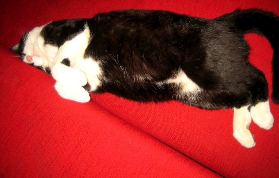 GattoFufi2
