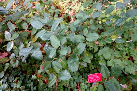 Gaultheria shallon - Regional Parks Botanic Garden, Berkeley, CA - DSC04435