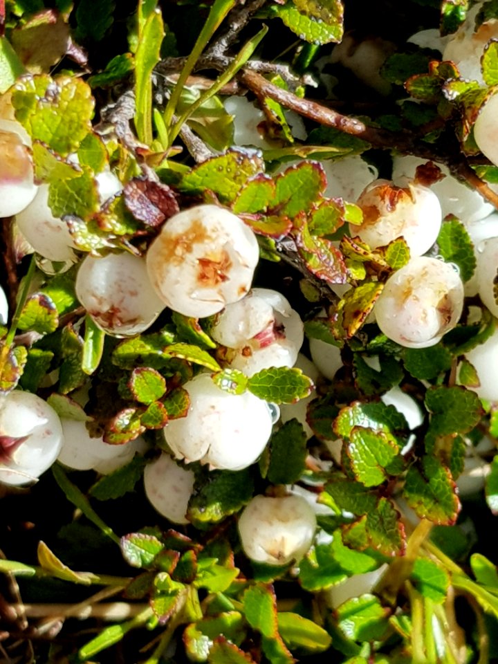 Gaultheria depressa depressa 111378933