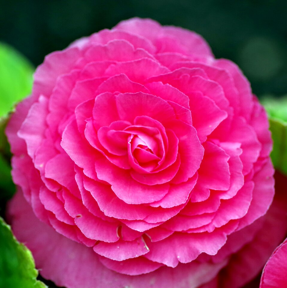 Pink the petals garden