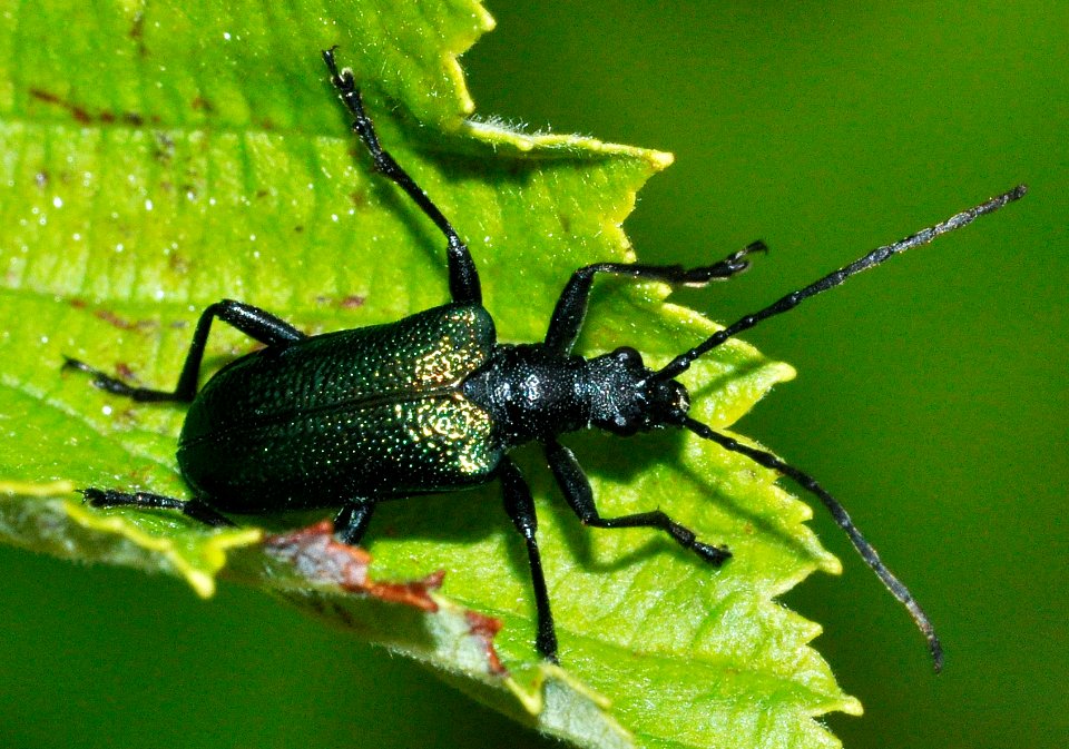Gaurotes-virginea-06-fws