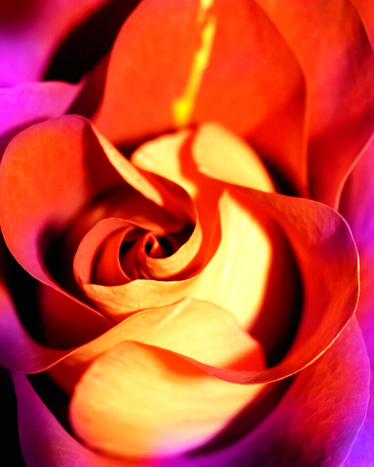 Red roses love romance