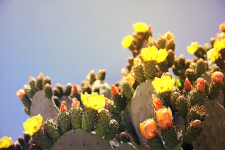 Fruit sting prickly