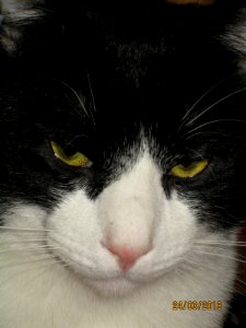 GattoFufi