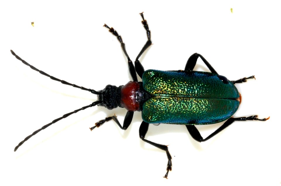Gaurotes-virginea-15-fws