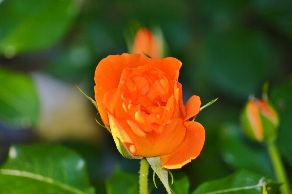 Orange rose bloom flower