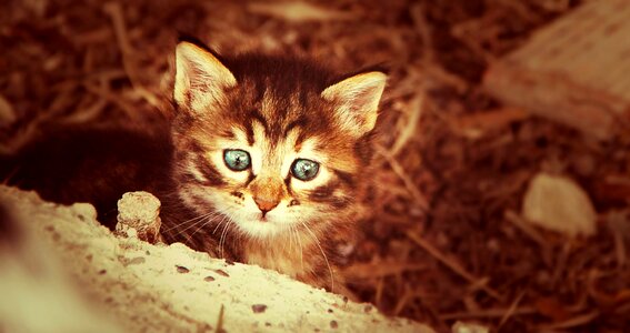 Young cat domestic cat pet