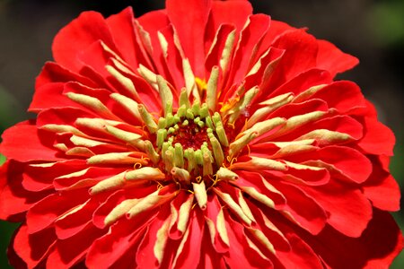 Bloom red yellow flower photo