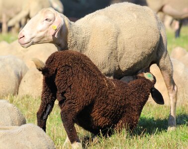 Suckle young animals breast milk