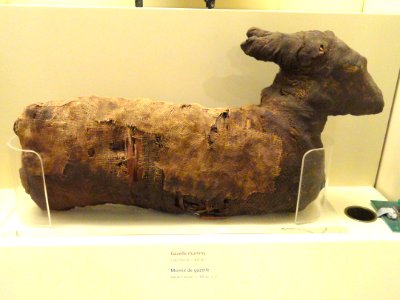 Gazelle mummy, Egypt, Late Period, c. 300 BC - Royal Ontario Museum - DSC09744