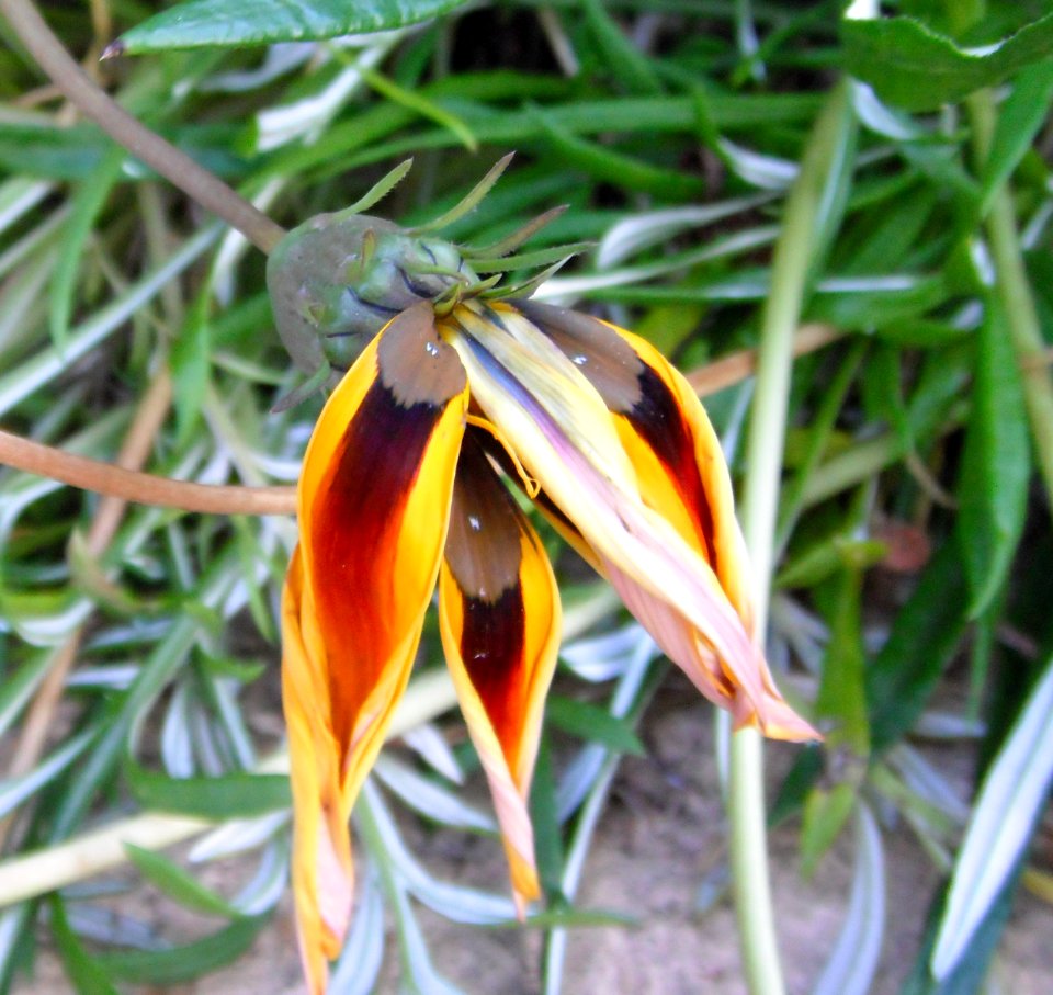 Gazania rigens in Adelaide