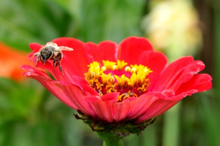 Gartenpflanzen 2012-09-01-0268