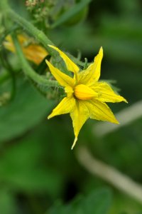 Gartenpflanzen 2012-09-01-0300