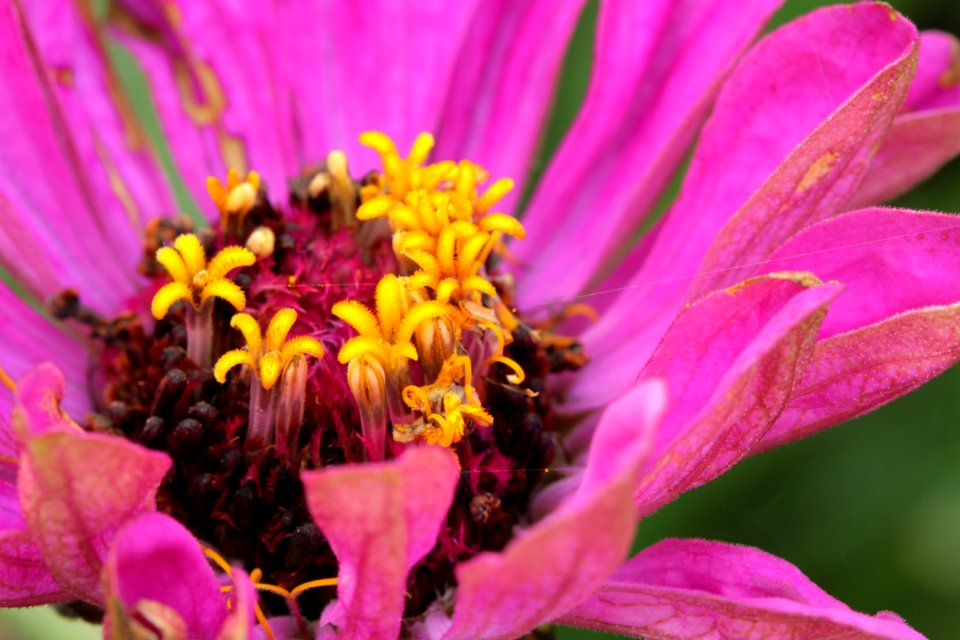 Gartenpflanzen 2012-09-01-0274