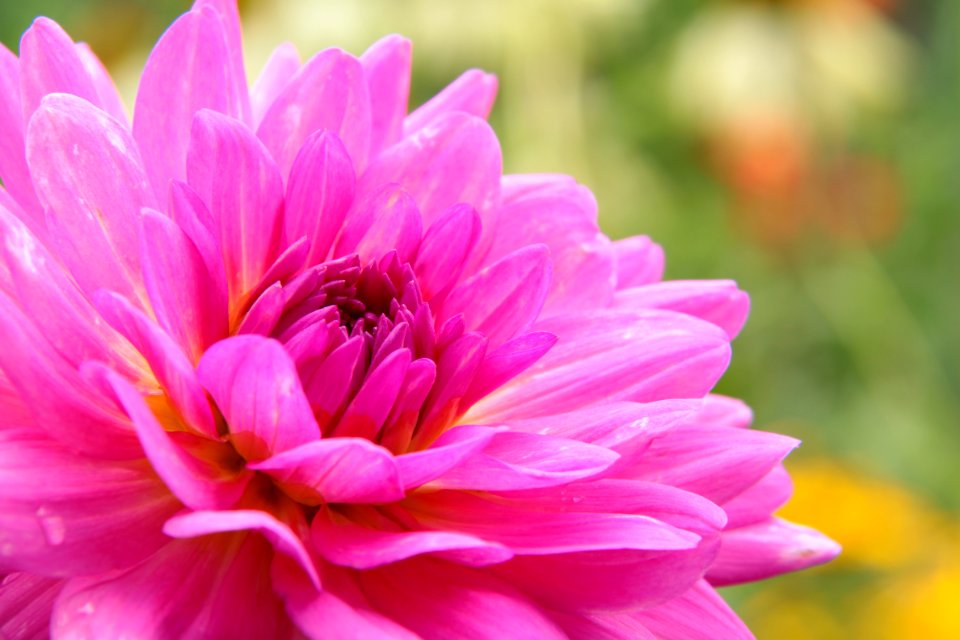 Gartenpflanzen 2012-09-01-0250