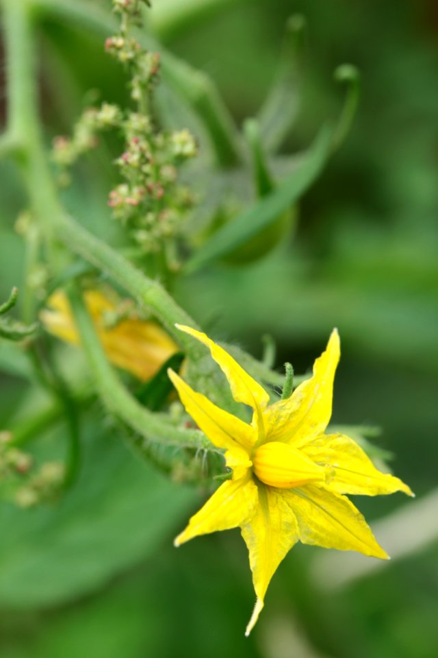 Gartenpflanzen 2012-09-01-0299