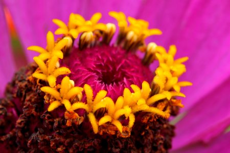Gartenpflanzen 2012-09-01-0281