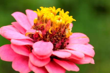 Gartenpflanzen 2012-09-01-0254