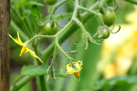 Gartenpflanzen 2012-09-01-0298