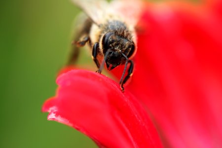 Gartenpflanzen 2012-09-01-0260