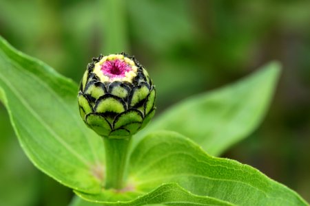 Gartenpflanzen 2012-09-01-0289