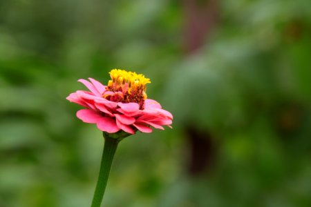 Gartenpflanzen 2012-09-01-0253