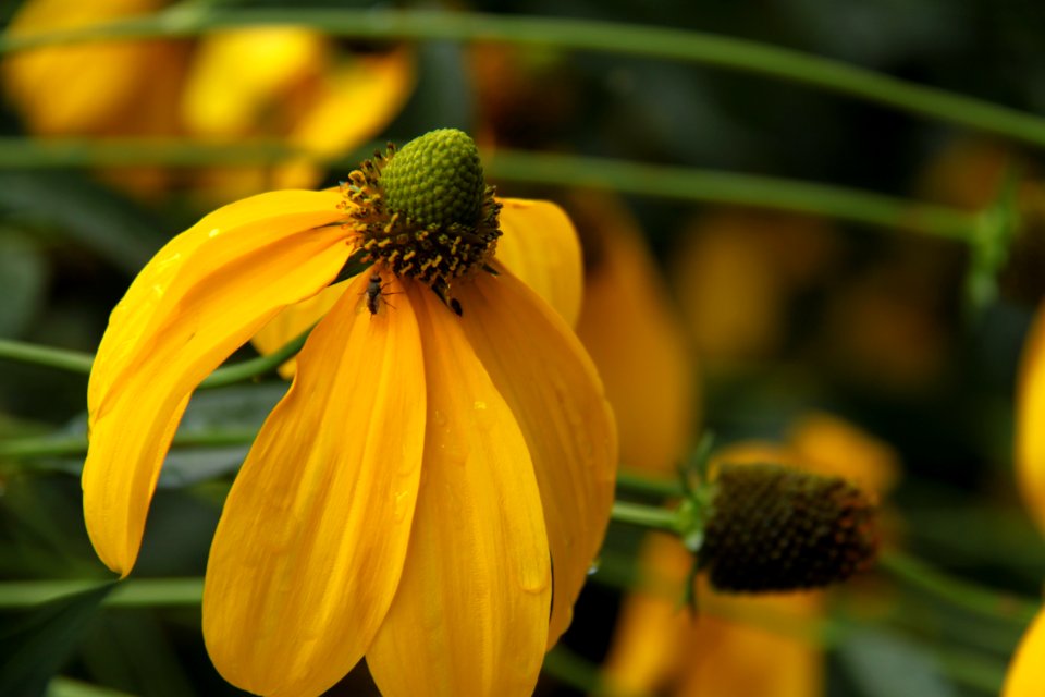 Gartenpflanzen 2012-09-01-0246