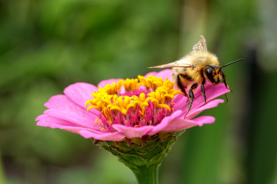 Gartenpflanzen 2012-09-01-0296