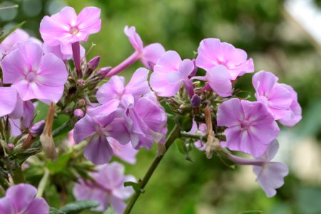 Gartenpflanzen 2012-09-01-0307