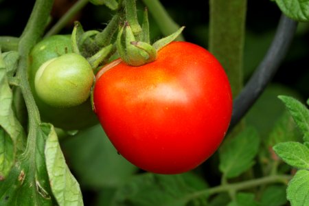 Gartenpflanzen 2012-09-01-0301