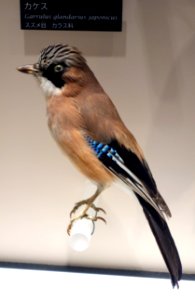 Garrulus glandarius japonicus - National Museum of Nature and Science, Tokyo - DSC07067