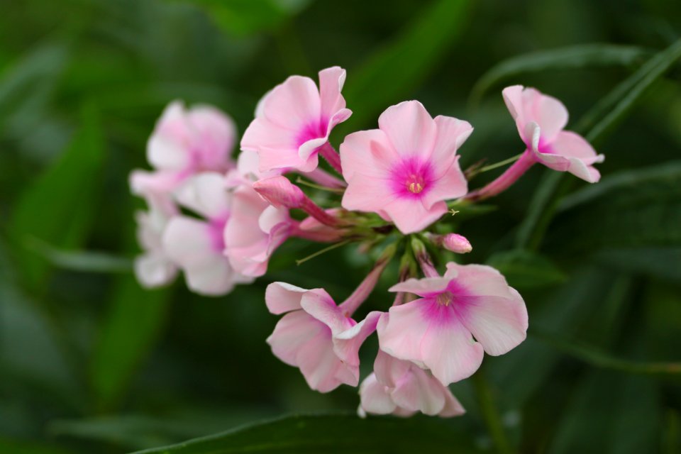 Gartenpflanzen 2012-09-01-0314