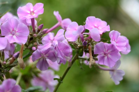 Gartenpflanzen 2012-09-01-0308