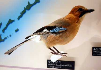 Garrulus glandarius brandtii - National Museum of Nature and Science, Tokyo - DSC07065
