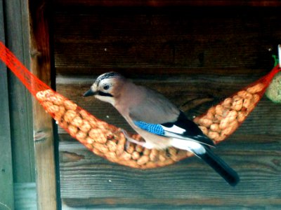 Garrulus glandarius (Eurasian Jay), Arnhem, the Netherlands