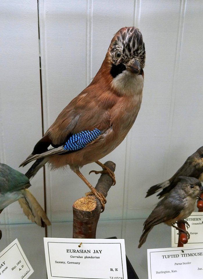 Garrulus glandarius - Pember Library and Museum - Granville, New York - 20180224 142612