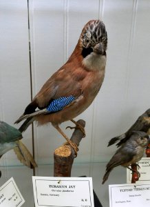 Garrulus glandarius - Pember Library and Museum - Granville, New York - 20180224 142612
