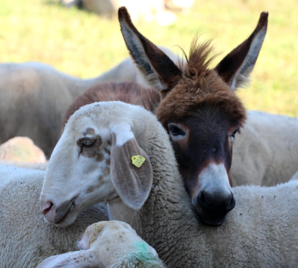Young ass sheep dog eared