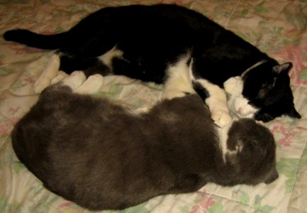 GattiFufieGrey
