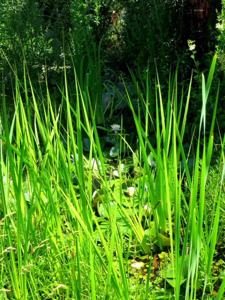 Garten Neubiberg 5