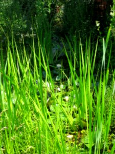 Garten Neubiberg 5
