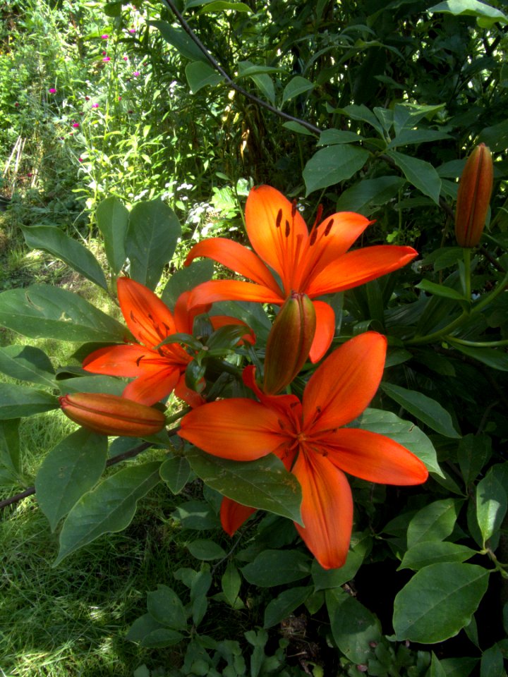 Gartenlilie by DaB. 2019