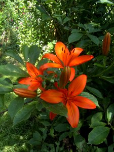 Gartenlilie by DaB. 2019
