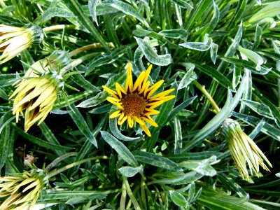 Gazania rigens serres du Luxembourg