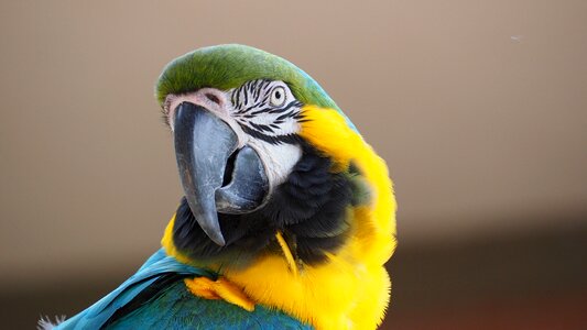 Bird beak animal