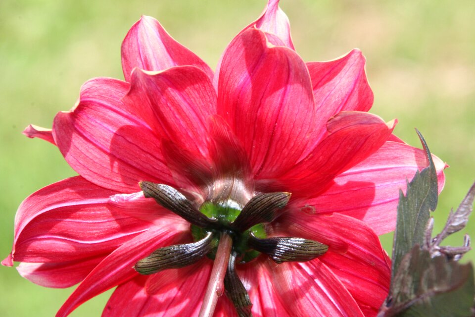 Red flower plant flower