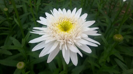 Nature spring blossom